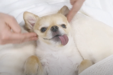 ビューティーリバース CM放映